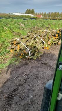 Openhaard perenboomstammdn groot 1,5 kuub