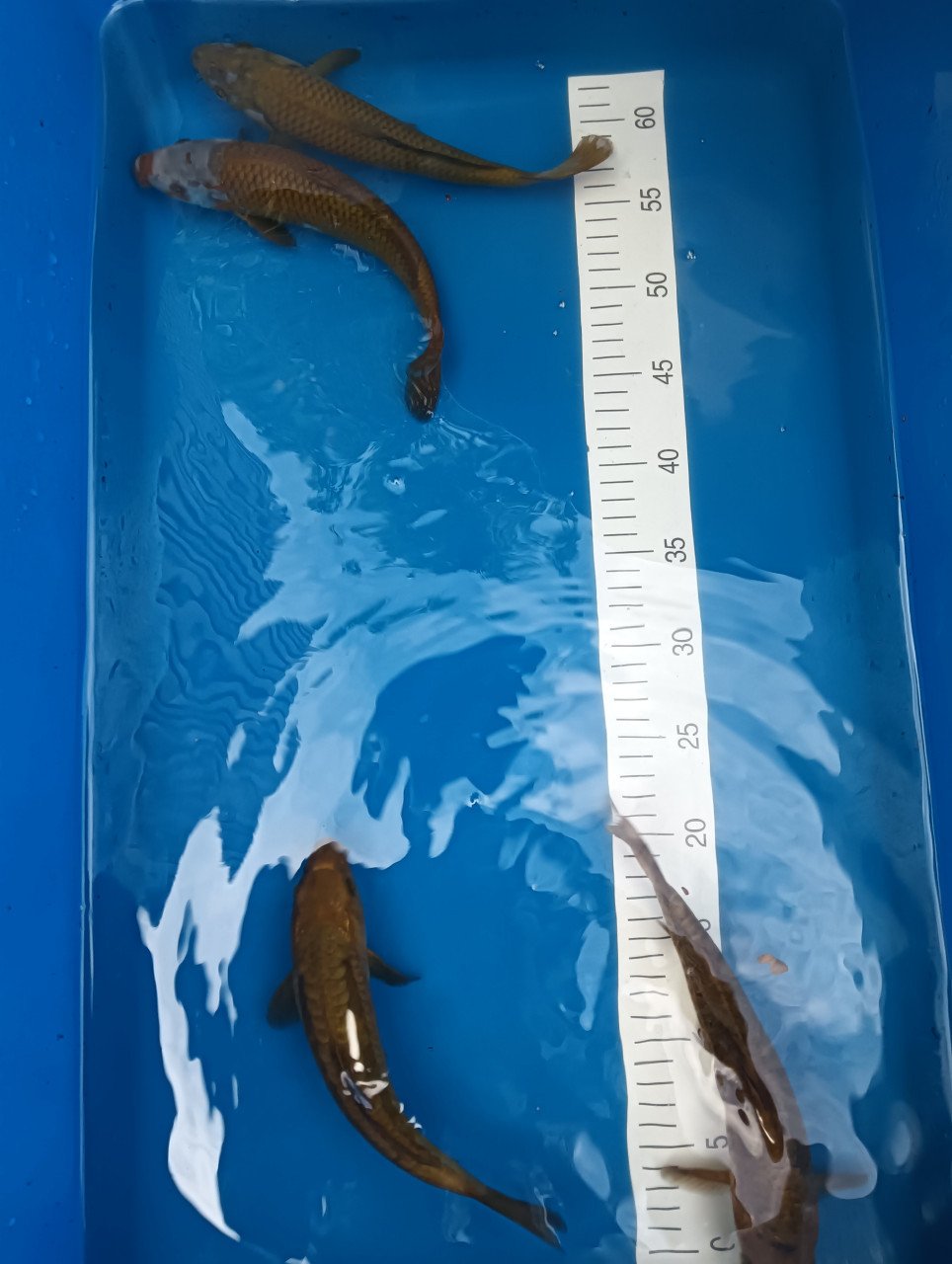 Japanse Koi