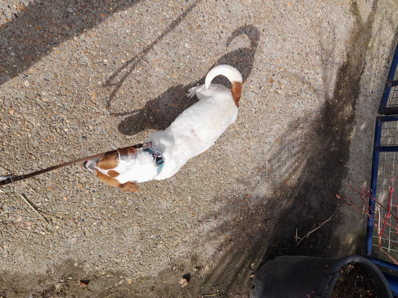 Wie wil mij een gouden mandje geven