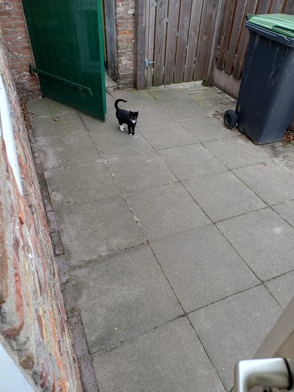 Leuk poesje zoekt een huis