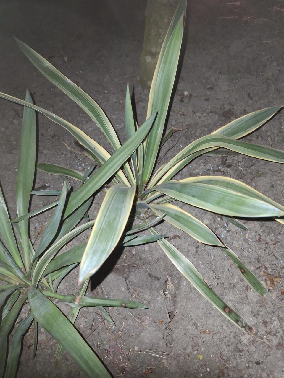 Yukka planten