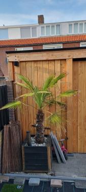 Palmboom