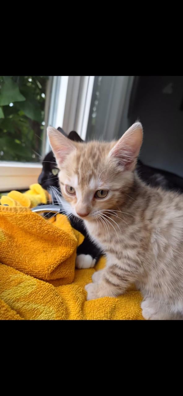 Kittens