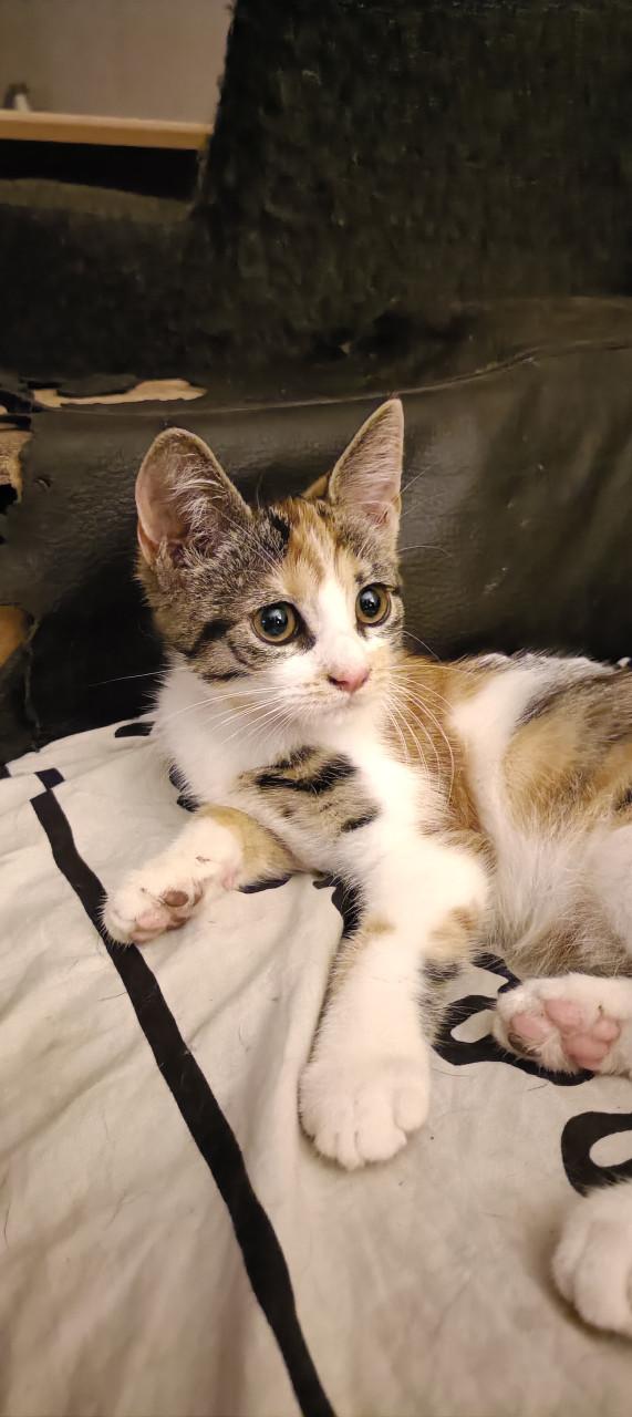 Mooie en lieve kittens