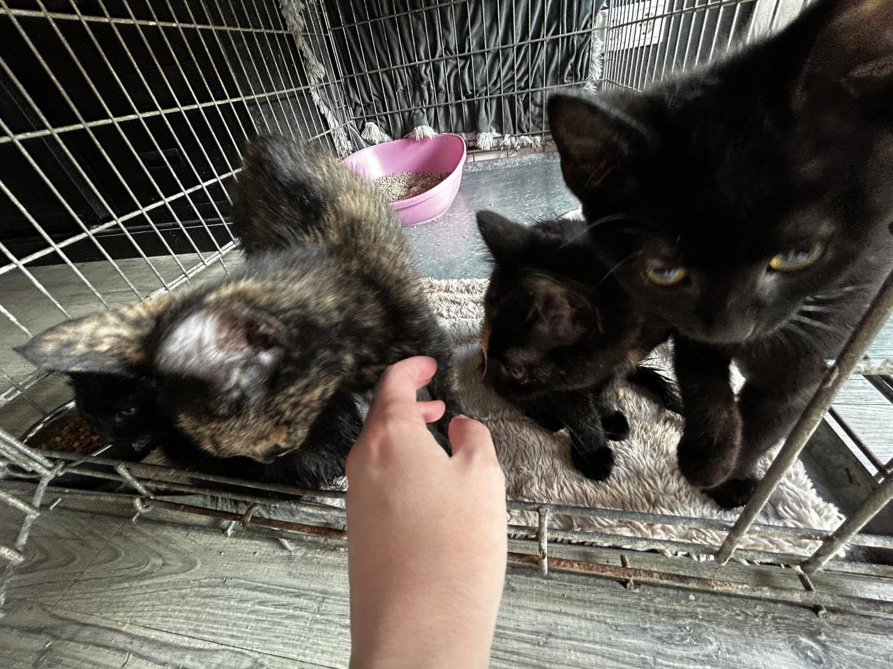 Kittens