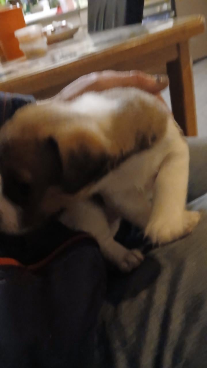 Jack Russel pups te koop