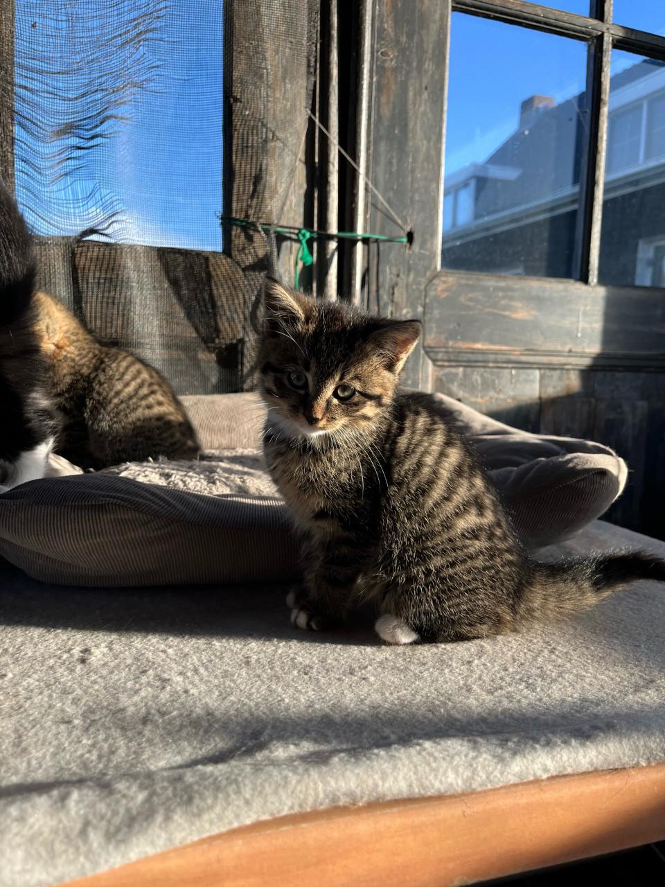 Lieve kittens te koop (gechipt en geënt)