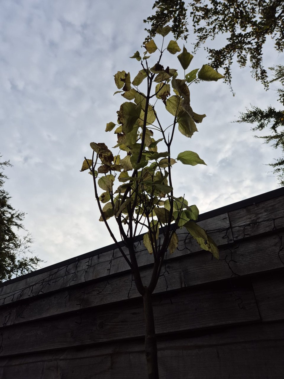 Catalpa boompjes in diverse maten