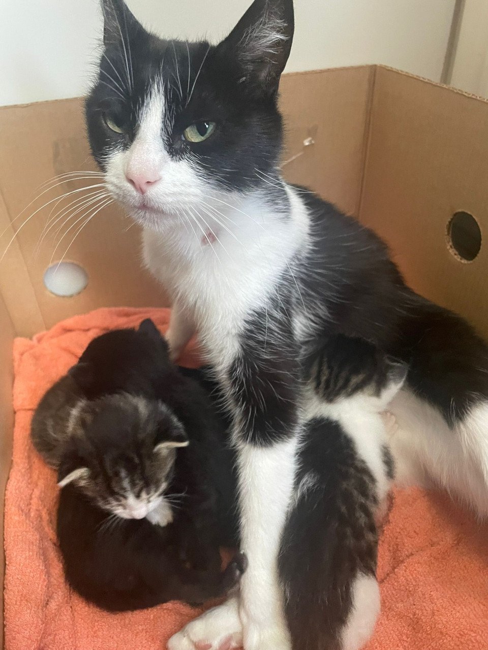 2 kittens