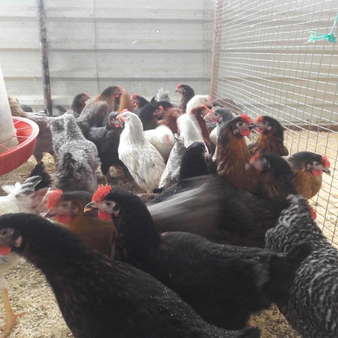 Ruime keuze uit allerlei rassen kippen