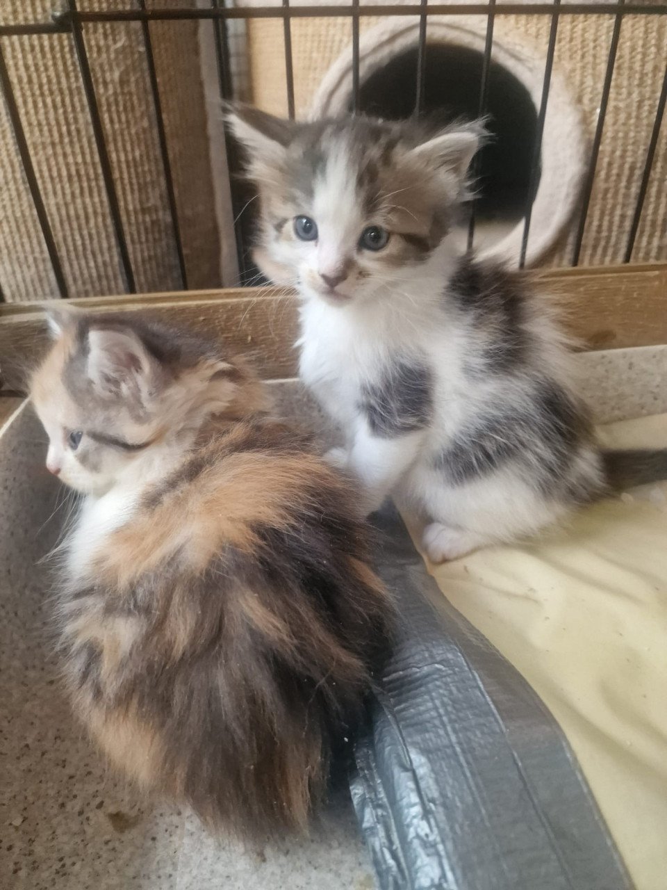 Te koop mooie Maine Coon kittens