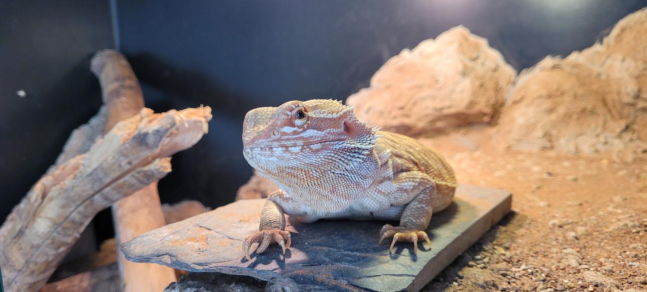 Tamme Baardagaam met terrarium