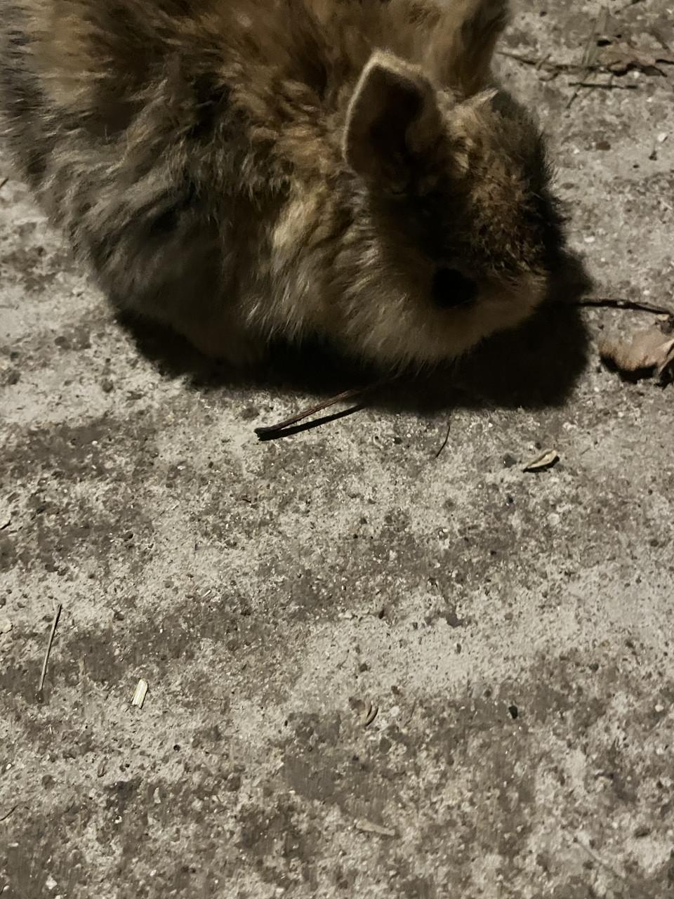 6 schattig baby konijntjes