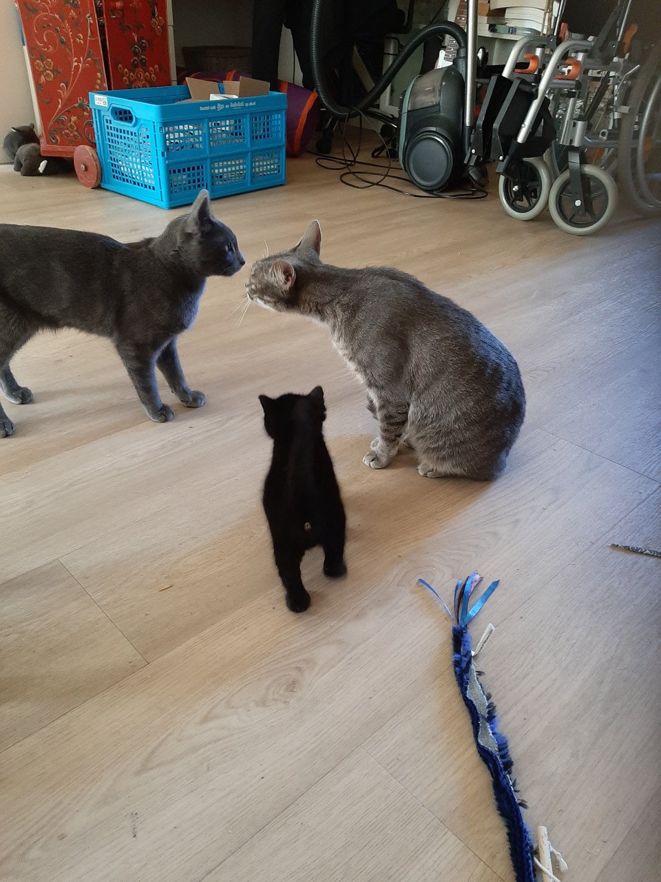Lieve blauwe streep. Poes