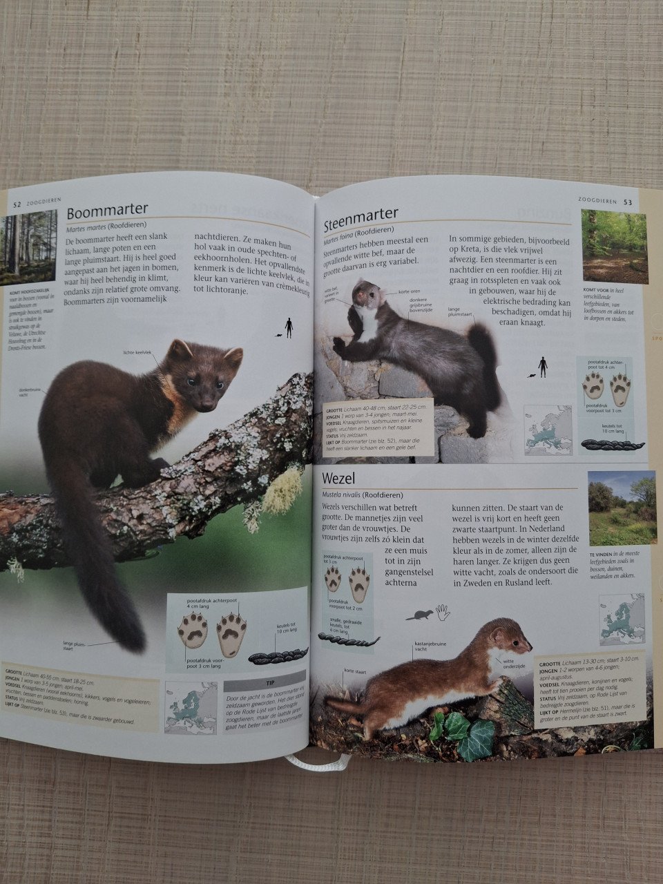Wilde dieren en paddenstoelen in Nederland