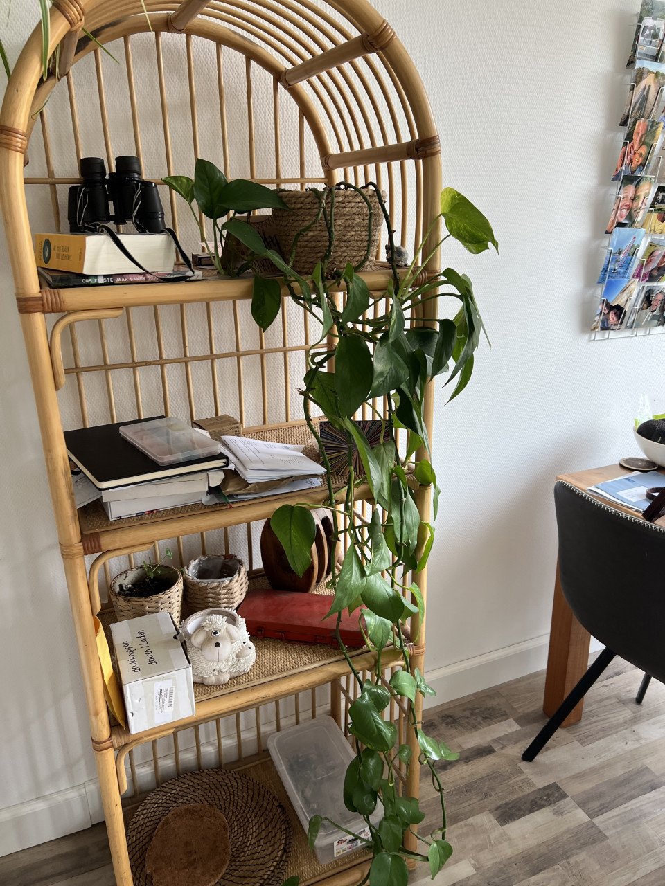 Diverse kamerplanten