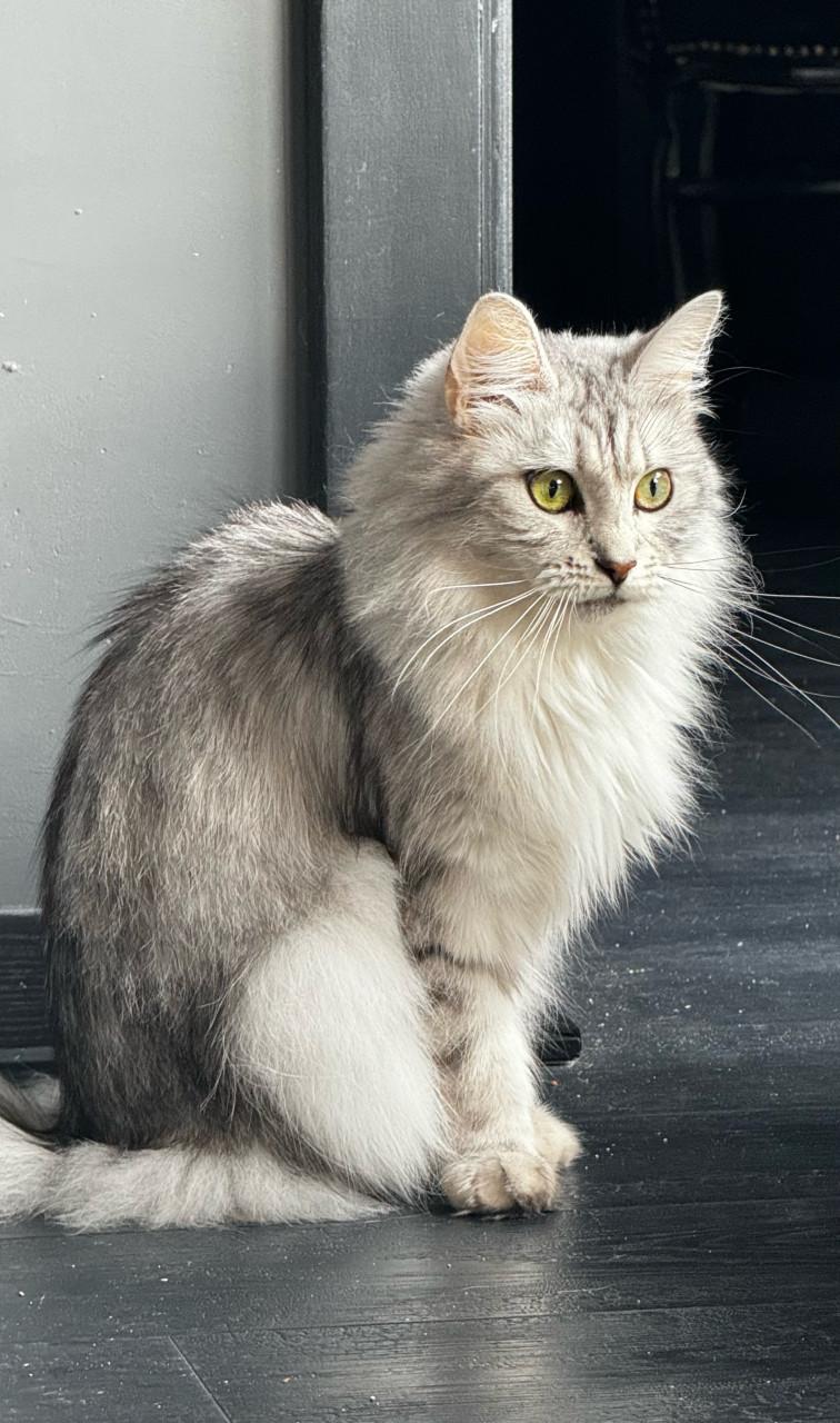 Maine coon kittes 3 poesjes