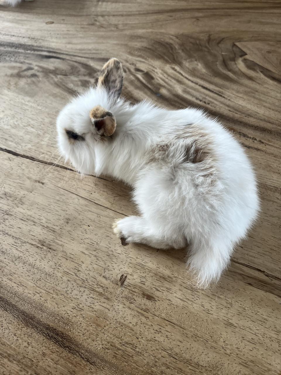 Baby konijn
