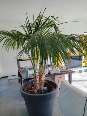 Grote palm plant