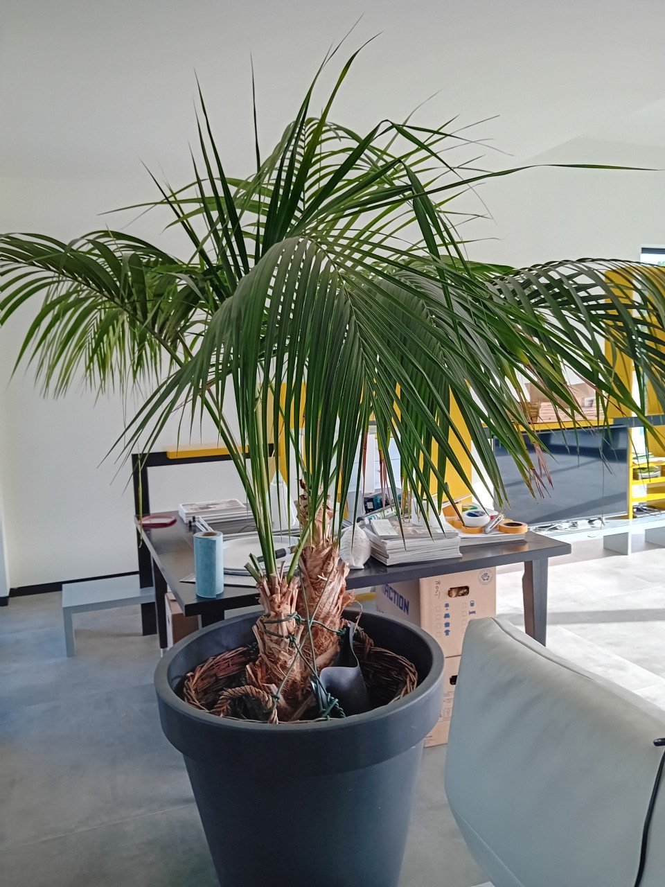 Grote palm plant
