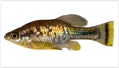 Ameca splendens - levendbarende tandkarper