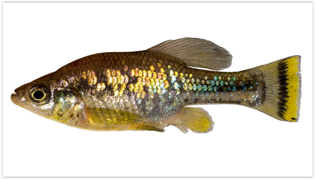 Ameca splendens - levendbarende tandkarper