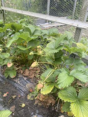 Aardbeienplantjes