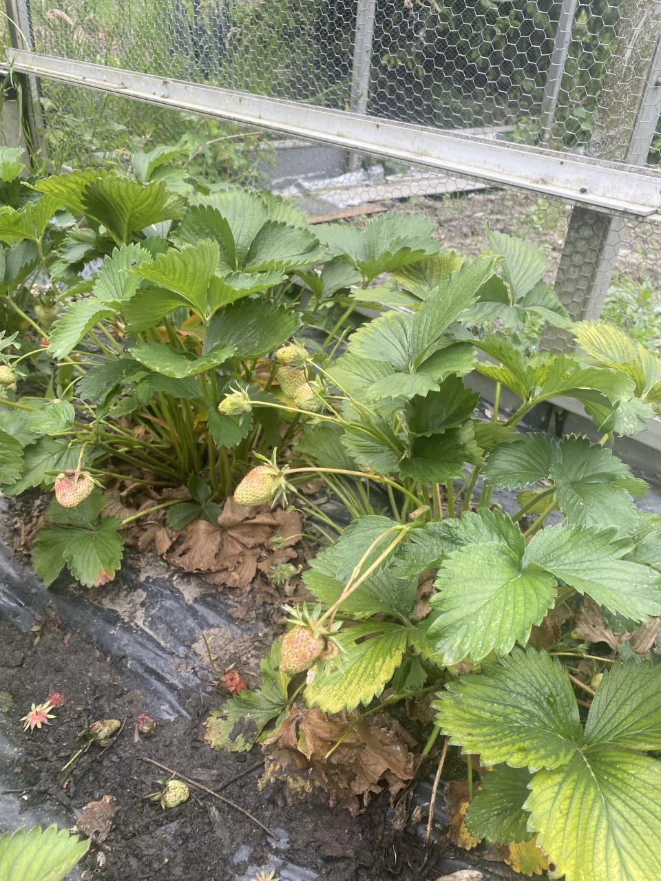 Aardbeienplantjes