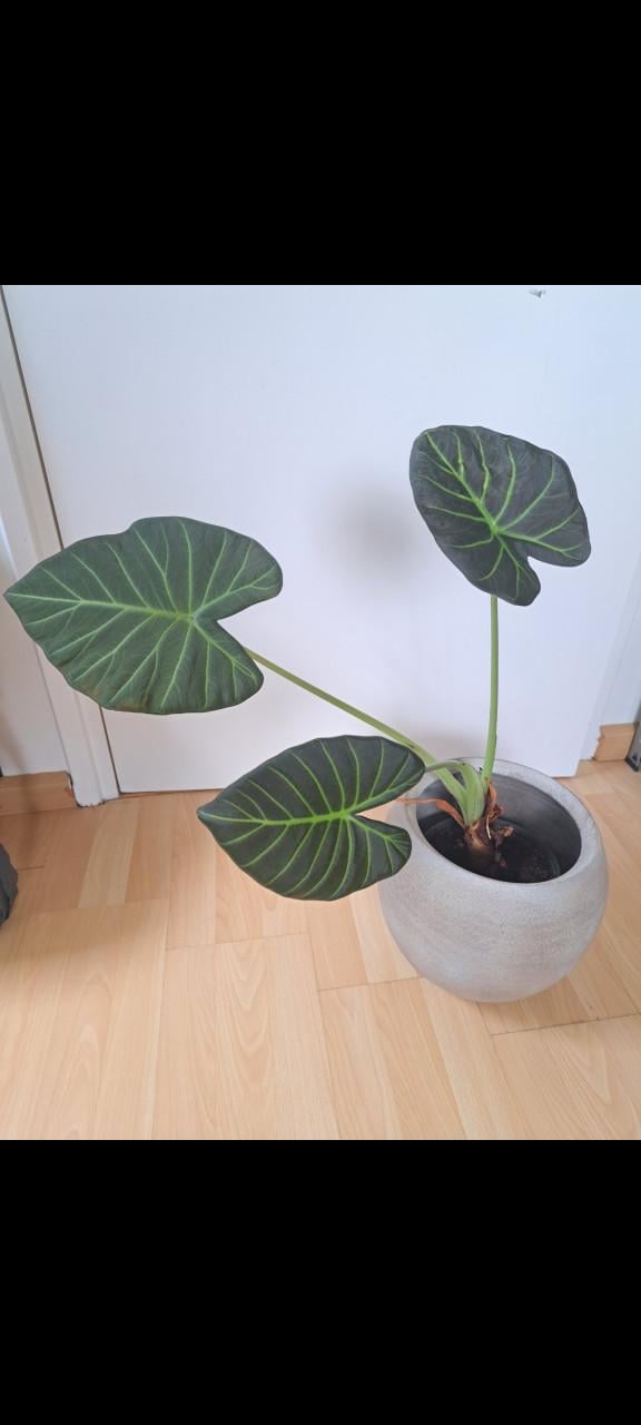 4 kamerplanten