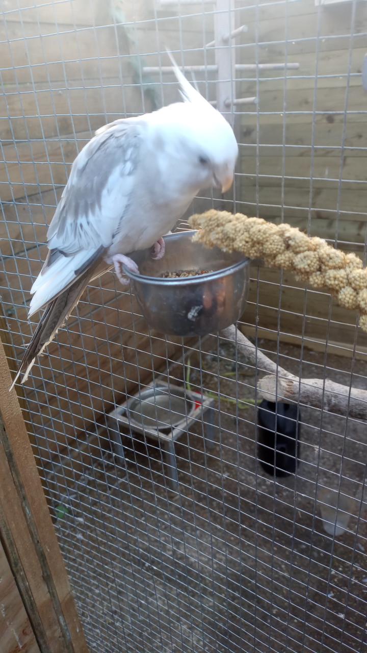 Bewezen koppel valkparkieten