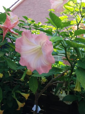 Brugmansia stekken