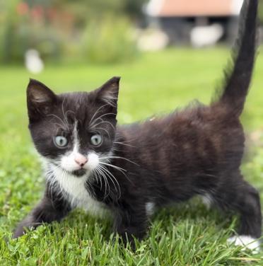 Kitten