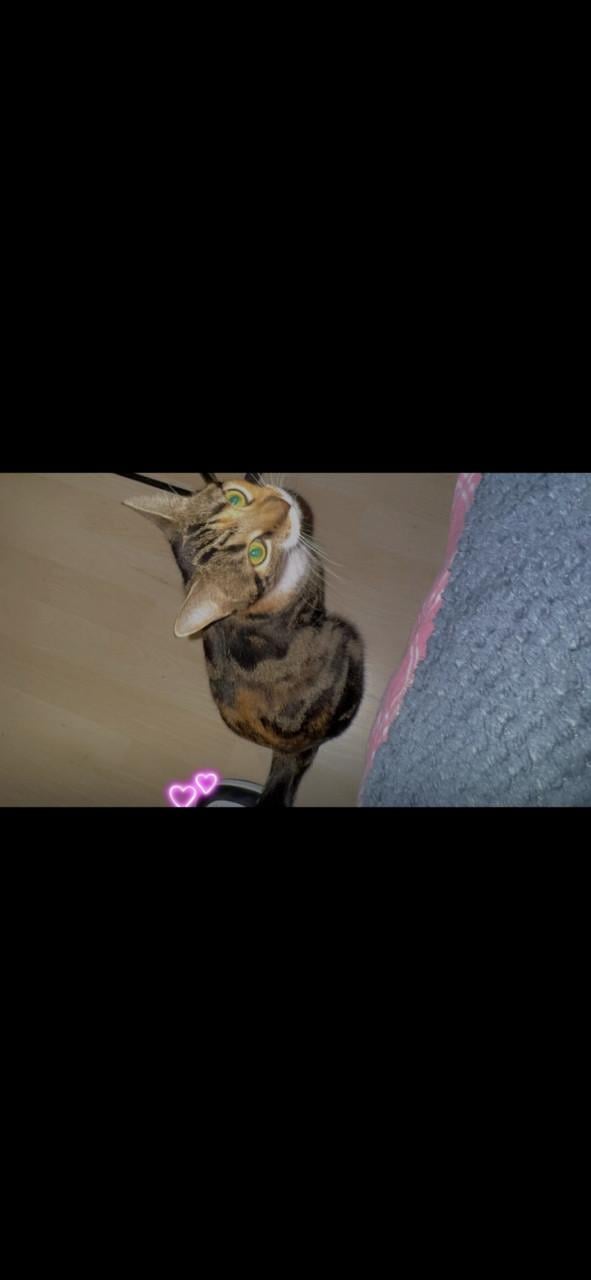 Europees korthaar kruising Noorse boskat