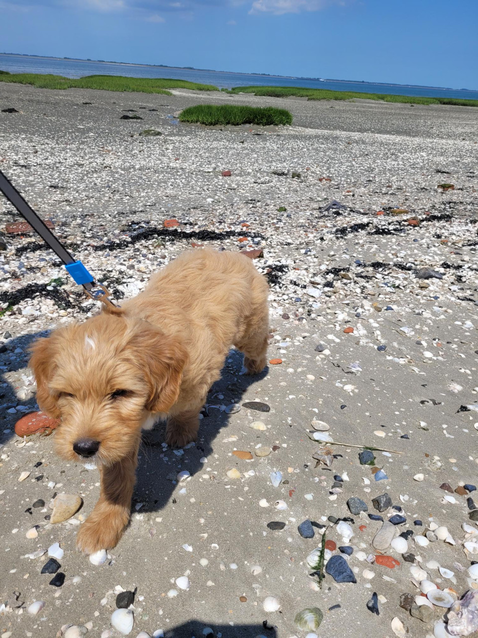 Golden Doodle pup