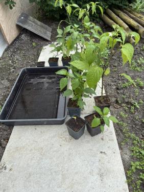 Moestuinplanten