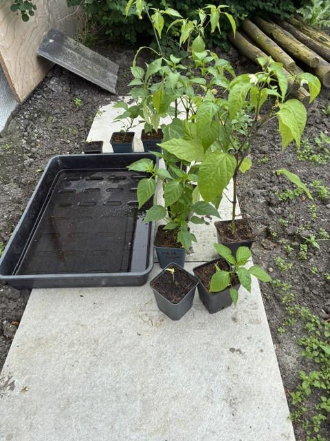 Moestuinplanten