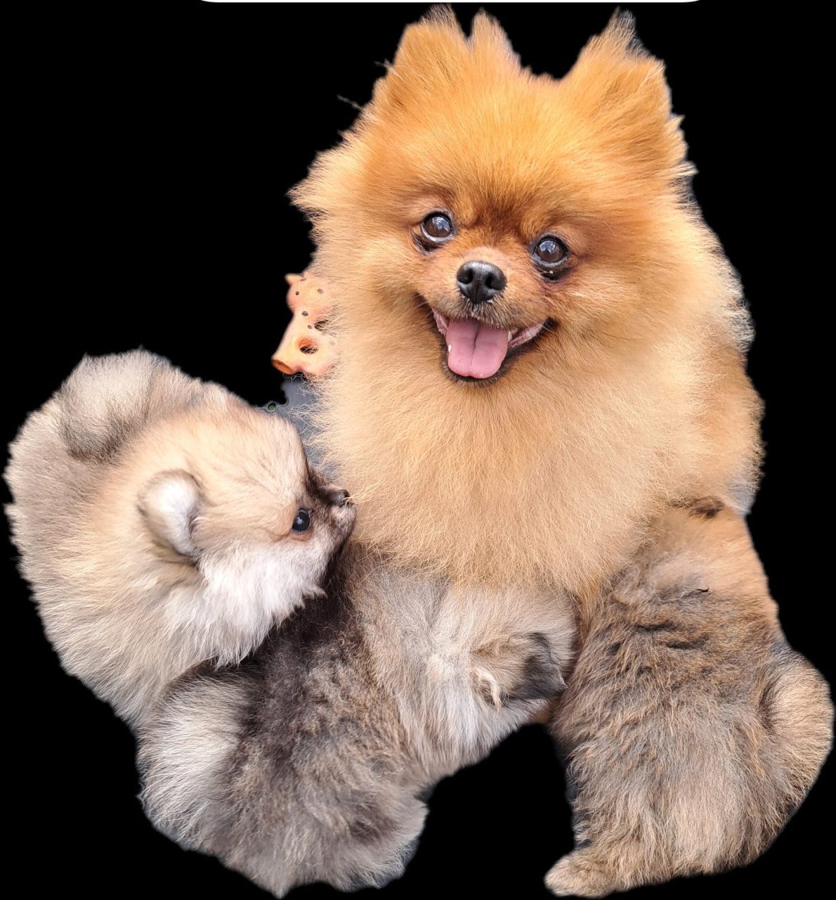 Dwergkeeshond (pomeriaan)puppy