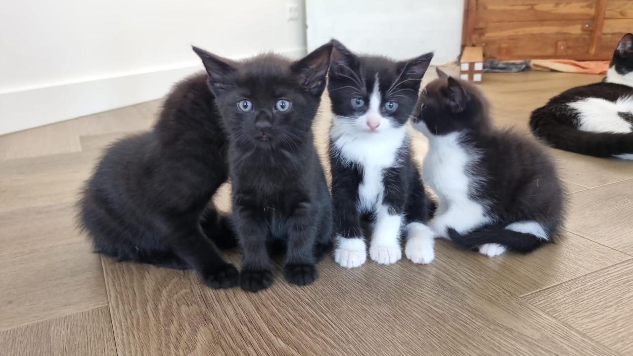 Kittens te koop