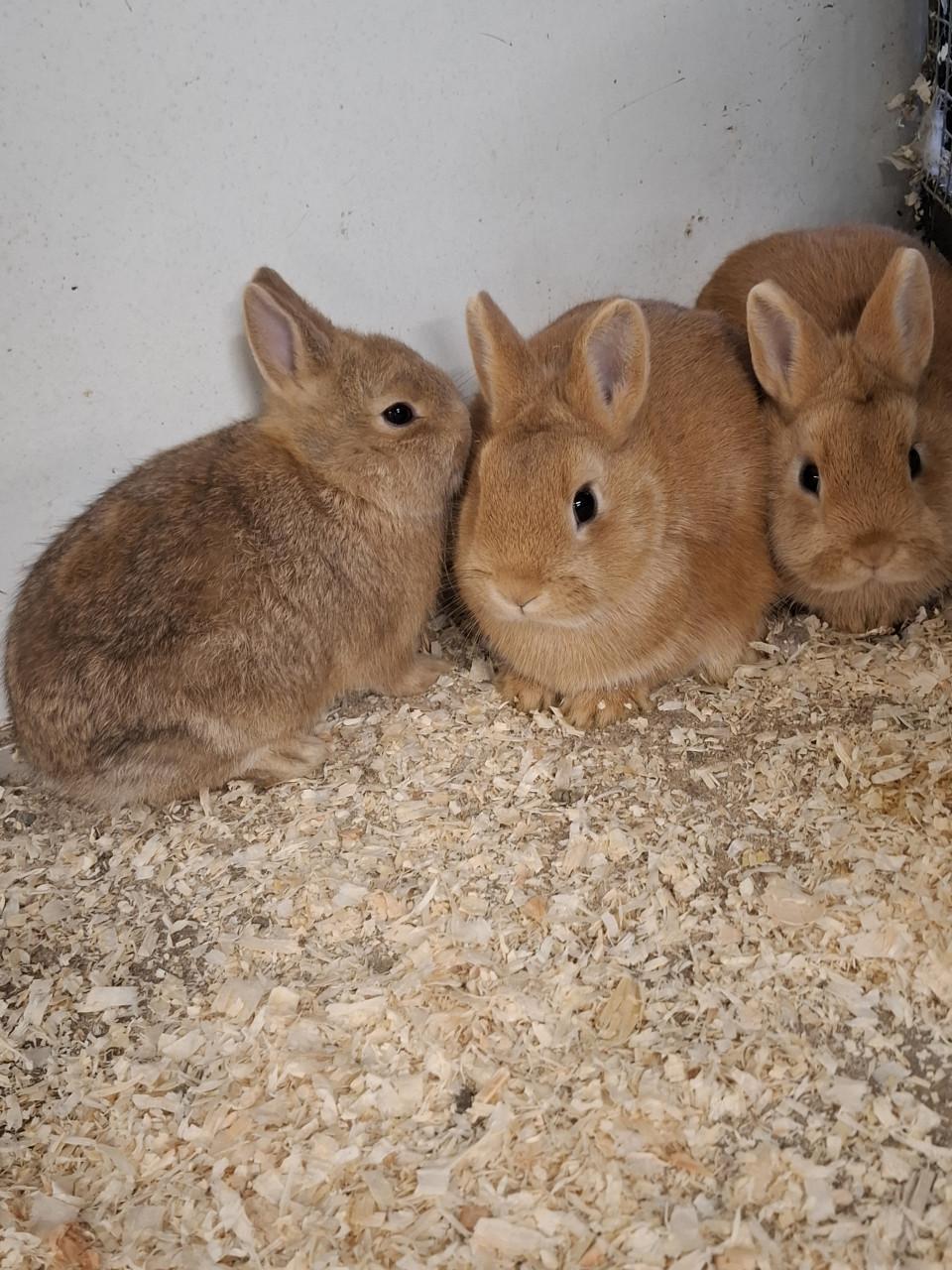 Jonge kleinblijvende dwergkonijntjes