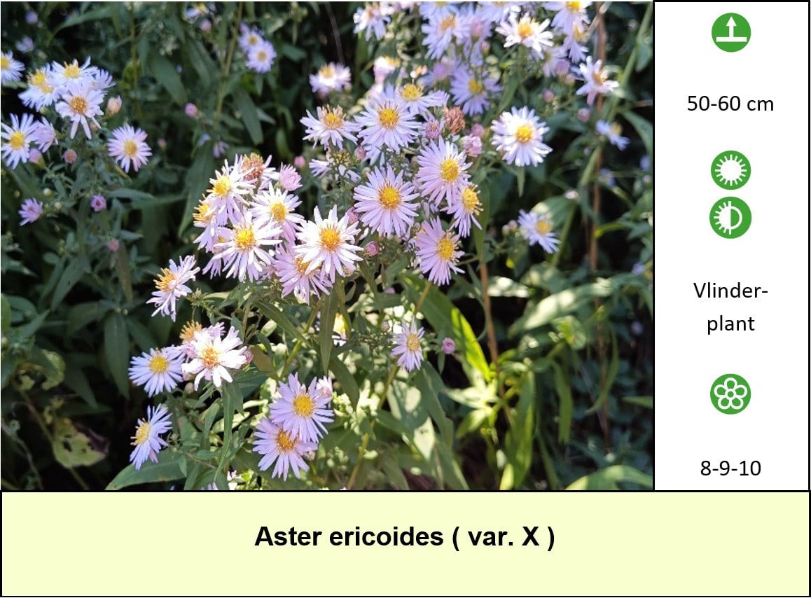 Mooie vaste planten in ons kraampje voor slechts €1,25 p/st. ++ TIP ++