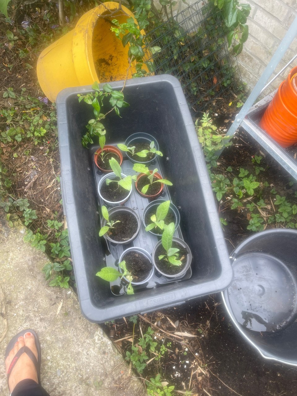 Artisjok plantjes