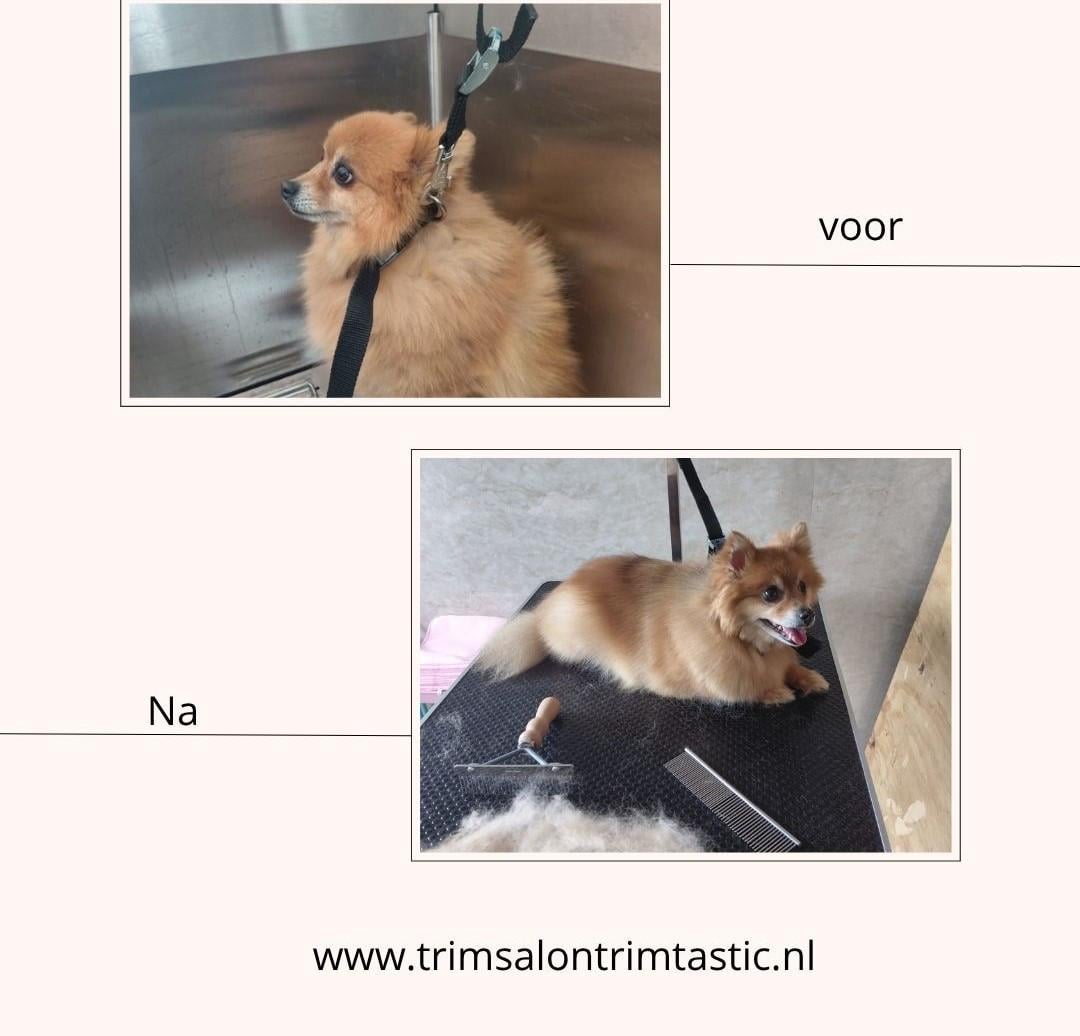 Nieuw in Kapellebrug! Trimsalon Trimtastic