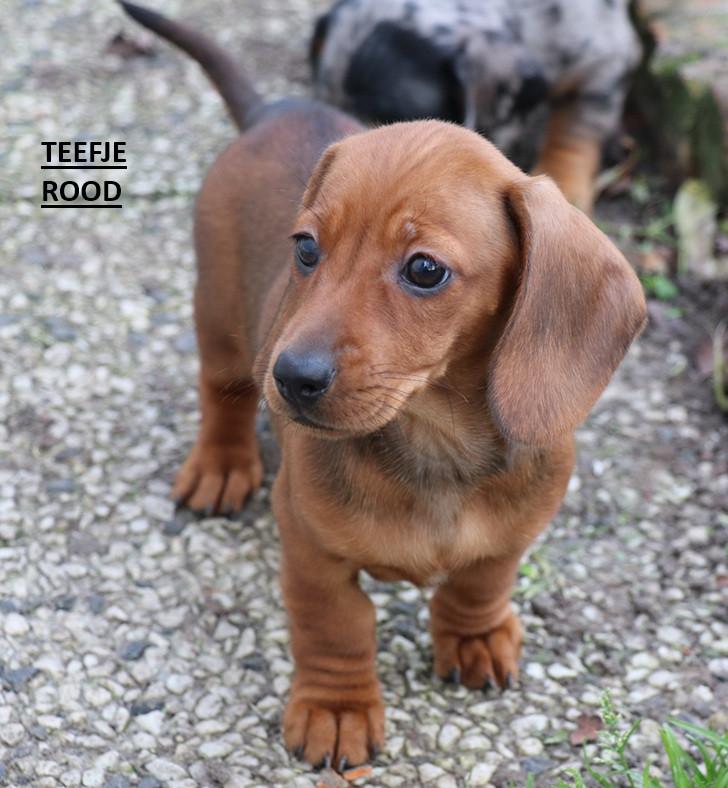 Dwerg teckel pups