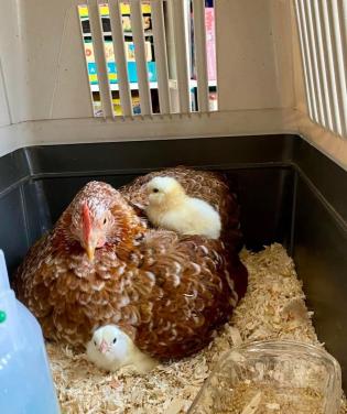 Kip met 3 kuikens