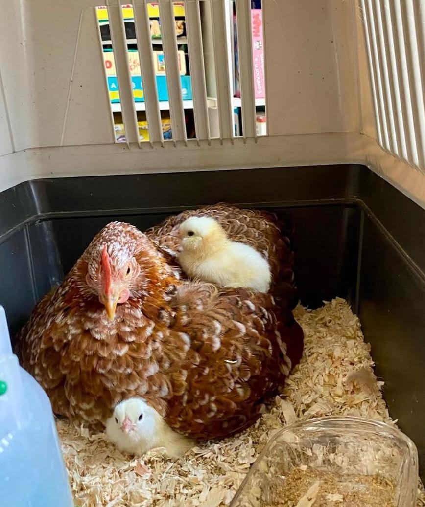 Kip met 3 kuikens
