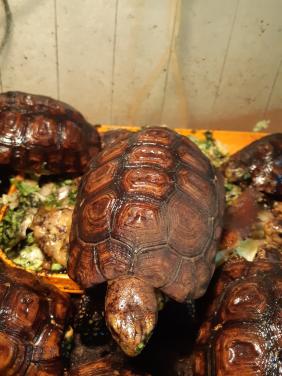 Kinixys belliana nogueyi