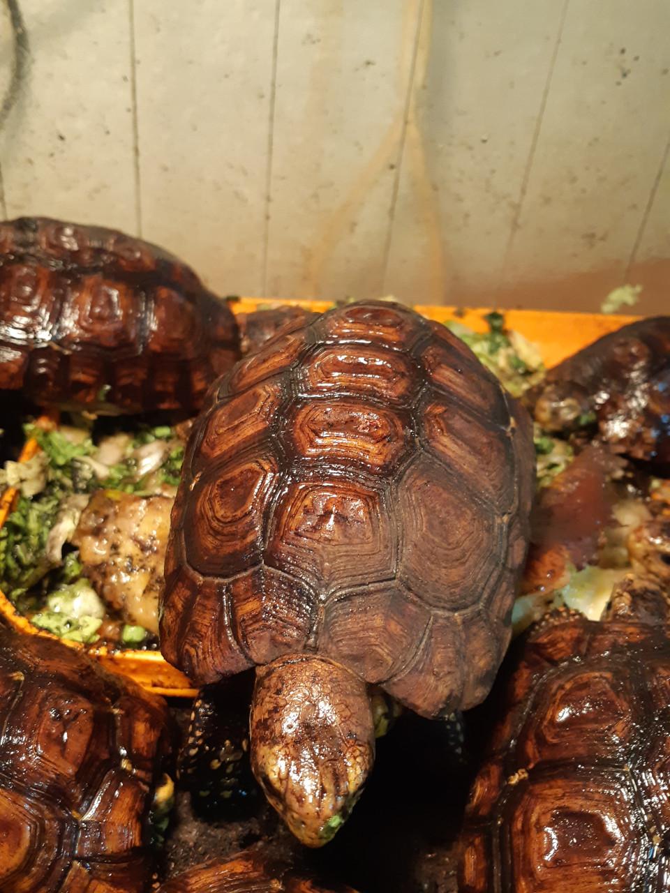 Kinixys belliana nogueyi