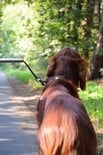 Walky Dog Plus Hondenfietslijn, afstandhouder van roestvrij staal