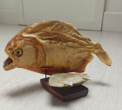 Opgezette Piranha
