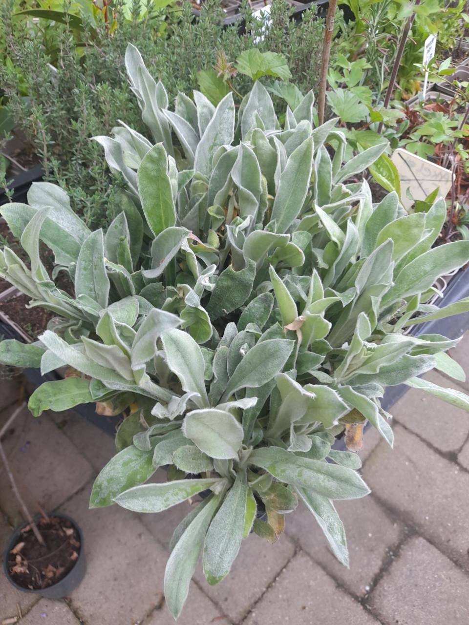 Vaste planten